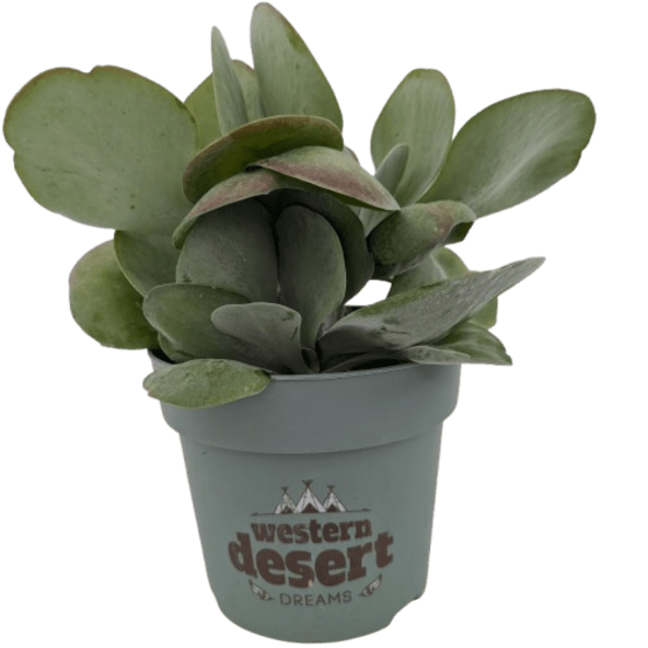 GARDENLINE Sukulent premium