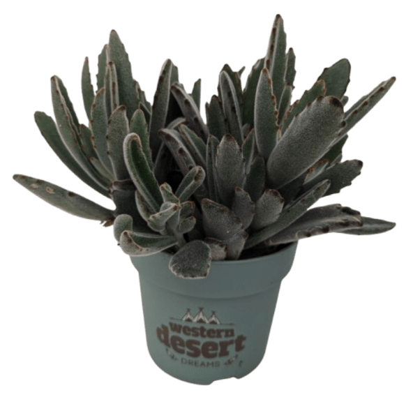 GARDENLINE Sukulent premium