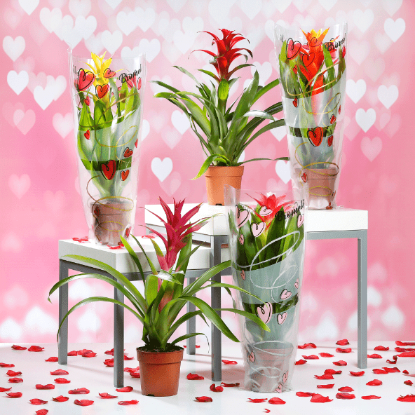 GARDENLINE Guzmania