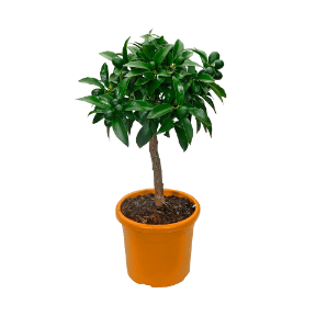 GARDENLINE Drzewko cytrusowe