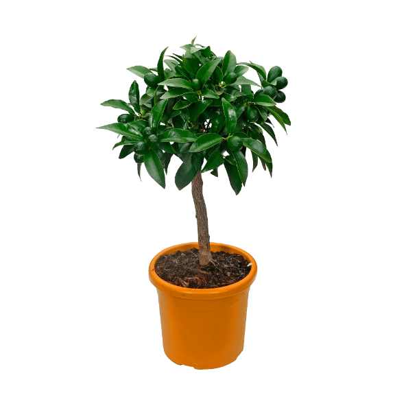 GARDENLINE Drzewko cytrusowe