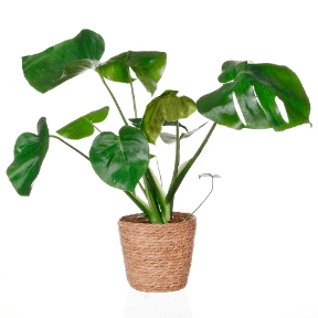 GARDENLINE Roślina zielona