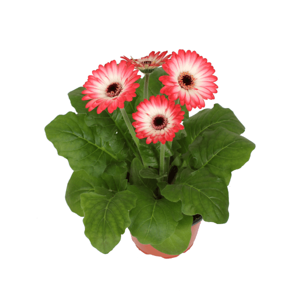 GARDENLINE Gerbery premium