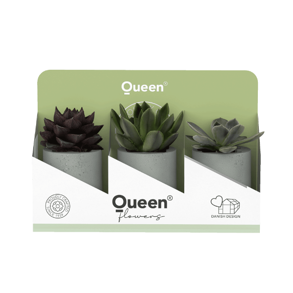 GARDENLINE Sukulenty w kolorowej ceramicznej osłonce