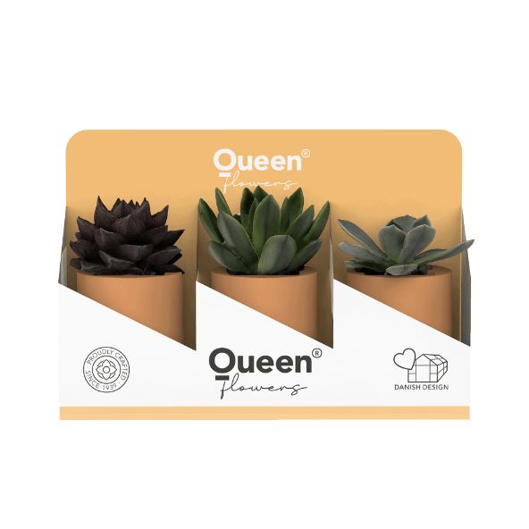 GARDENLINE Sukulenty w kolorowej ceramicznej osłonce