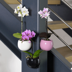 GARDENLINE Storczyk mini w doniczce magnetycznej
