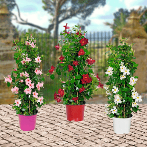 GARDENLINE Dipladenia