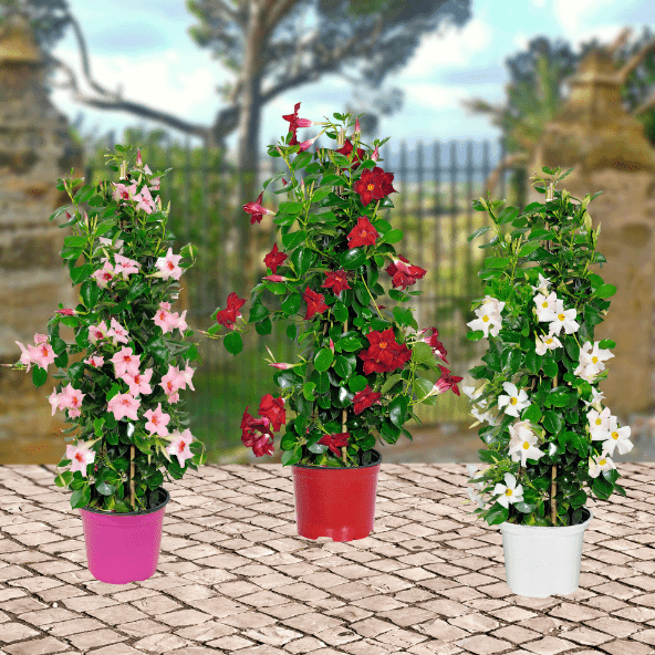 GARDENLINE Dipladenia