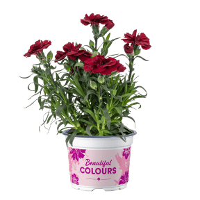 GARDENLINE Goździki
