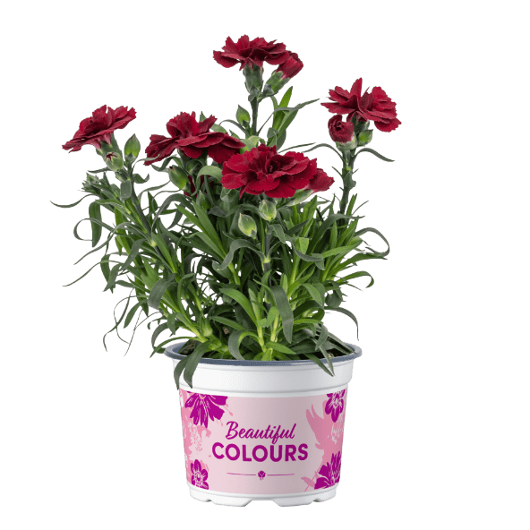 GARDENLINE Goździki