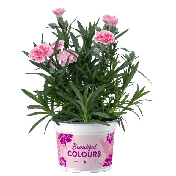 GARDENLINE Goździki