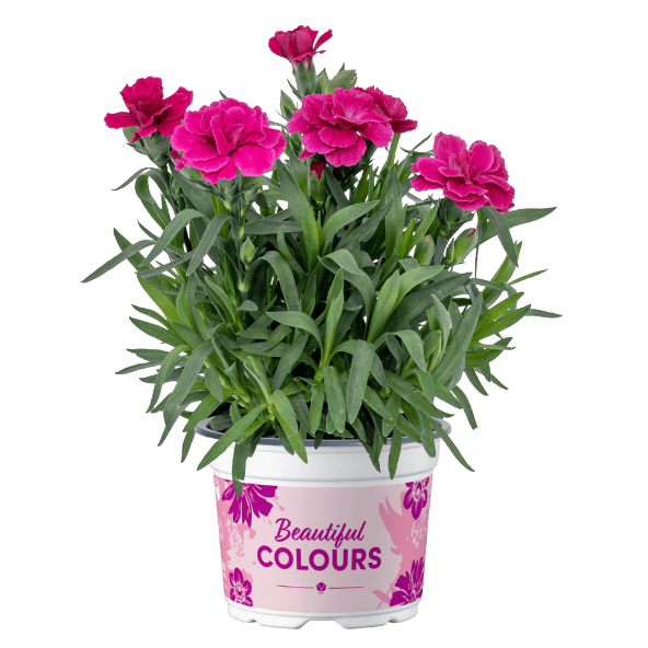 GARDENLINE Goździki