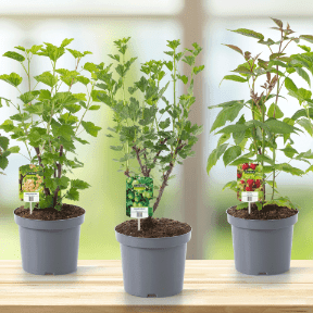 GARDENLINE Krzew rośliny jagodowej