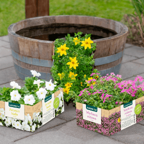 GARDENLINE Rośliny balkonowe i doniczkowe
