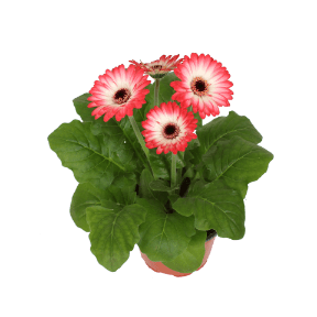 GARDENLINE Gerbery premium