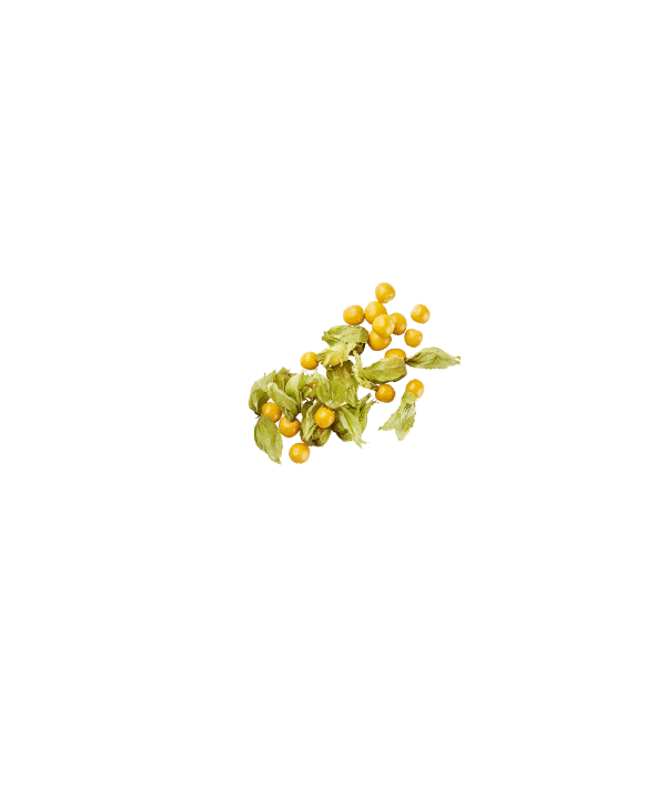 Physalis