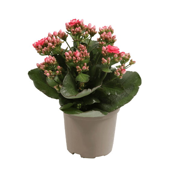 GARDENLINE Kalanchoe