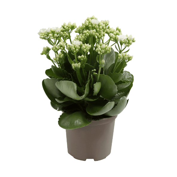 GARDENLINE Kalanchoe