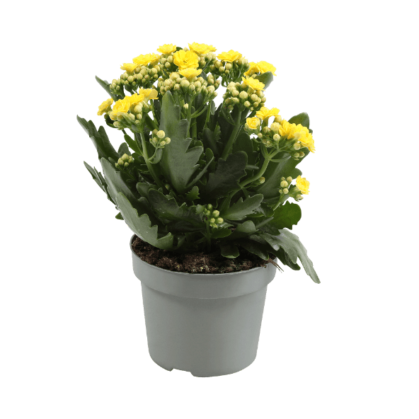 GARDENLINE Kalanchoe