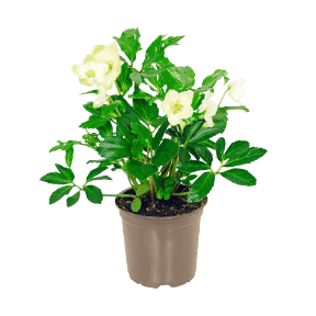 GARDENLINE Ciemiernik