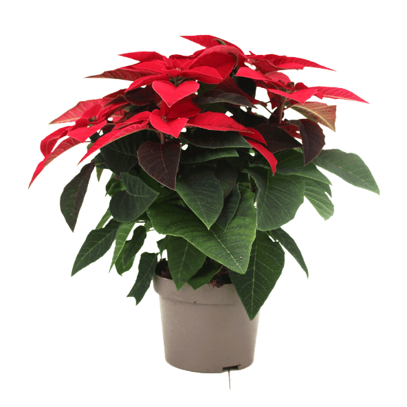 GARDENLINE Gwiazda betlejemska