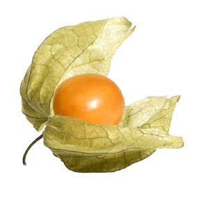 Physalis