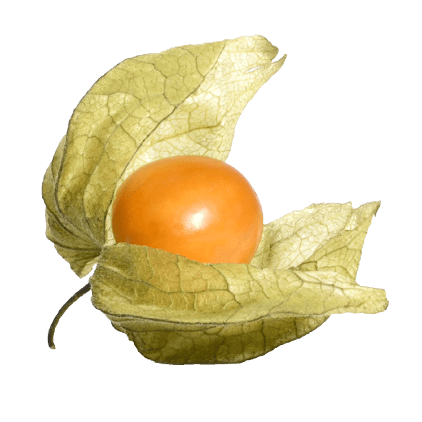 Physalis