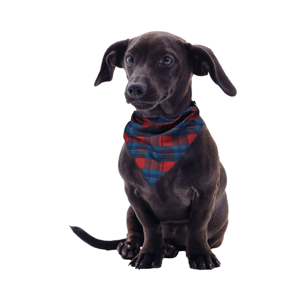 Chusta/Muszka dla psa/kota