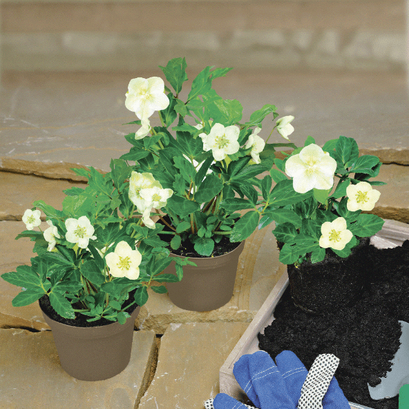 GARDENLINE Ciemiernik