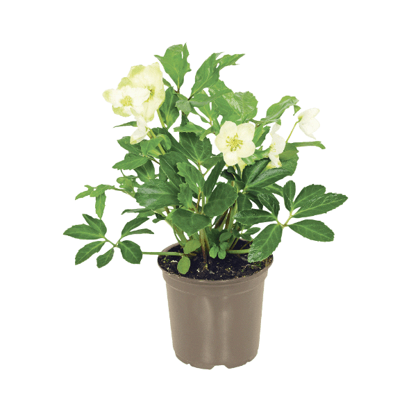 GARDENLINE Ciemiernik