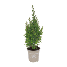 GARDENLINE Cyprysik żywotnikowaty