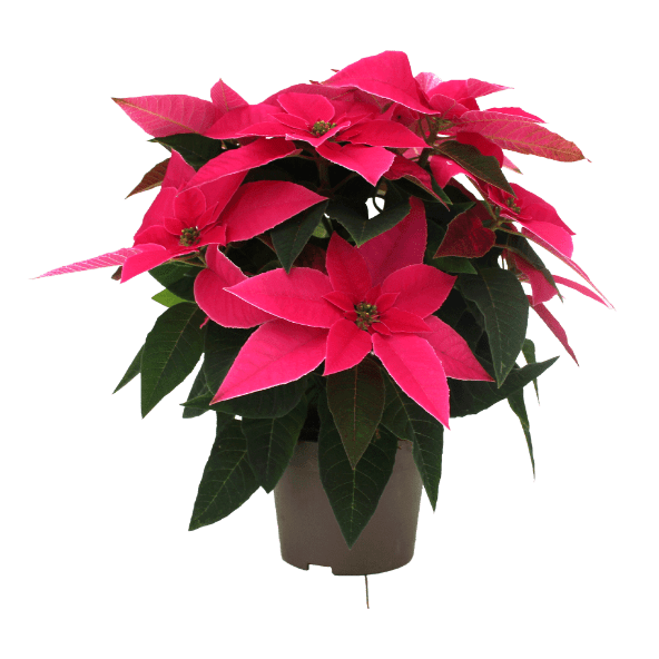 GARDENLINE Gwiazda betlejemska