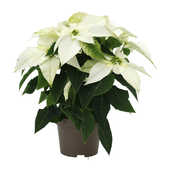 GARDENLINE Gwiazda betlejemska