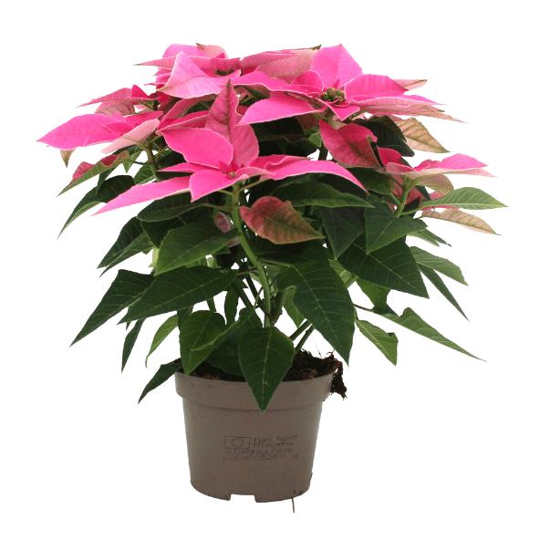 GARDENLINE Gwiazda betlejemska