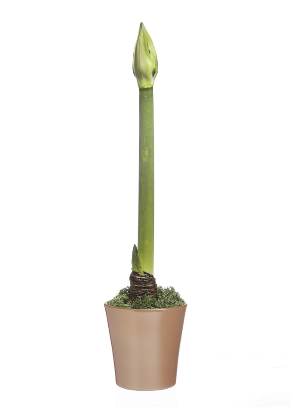 GARDENLINE Amarylis w doniczce ceramicznej