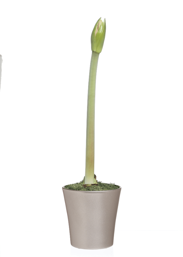 GARDENLINE Amarylis w doniczce ceramicznej