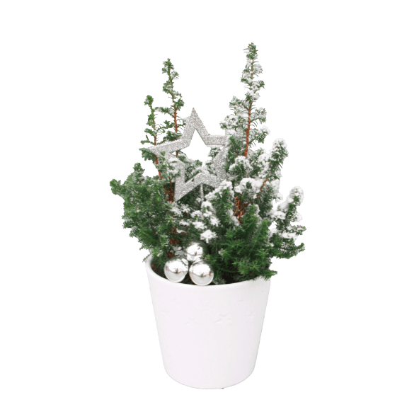 GARDENLINE Cyprysik żywotnikowaty