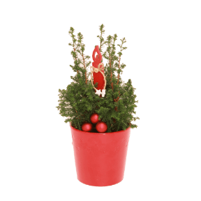 GARDENLINE Cyprysik żywotnikowaty