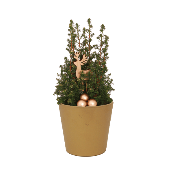 GARDENLINE Cyprysik żywotnikowaty