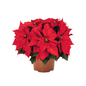 GARDENLINE Gwiazda betlejemska