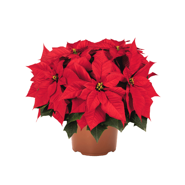 GARDENLINE Gwiazda betlejemska