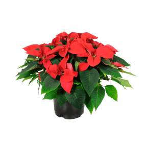 GARDENLINE Gwiazda betlejemska