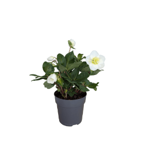 GARDENLINE Ciemiernik