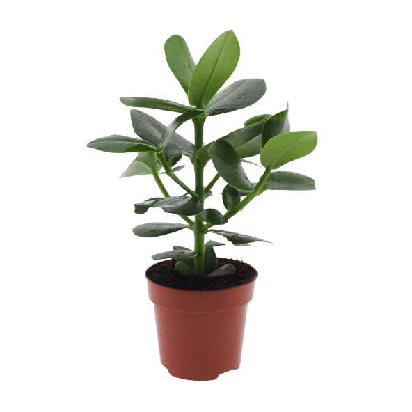 GARDENLINE Rośliny zielone