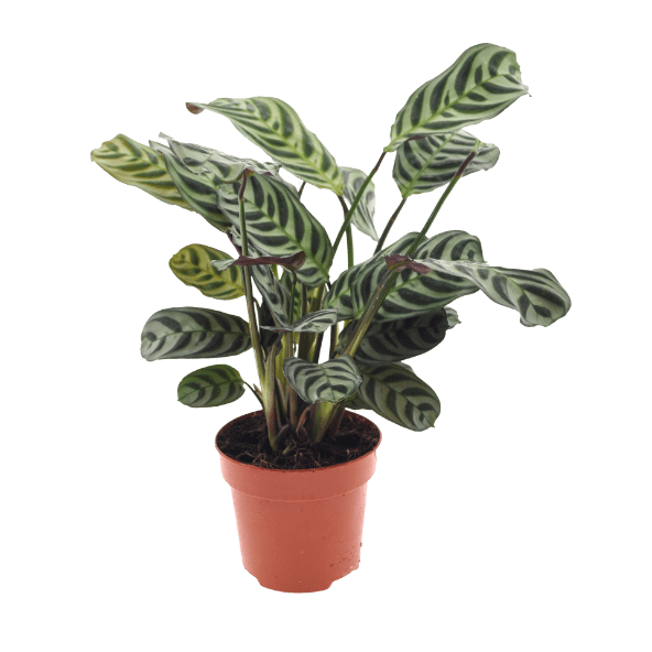 GARDENLINE Rośliny zielone