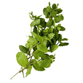 Mięta w doniczce XL