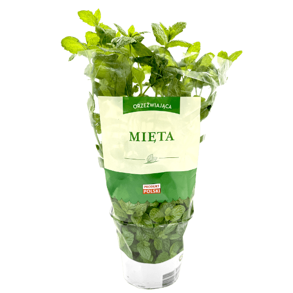 Mięta w doniczce XL