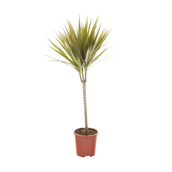 GARDENLINE Roślina zielona