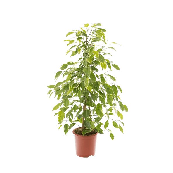 GARDENLINE Roślina zielona