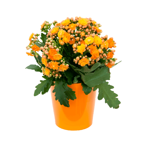 GARDENLINE Kalanchoe